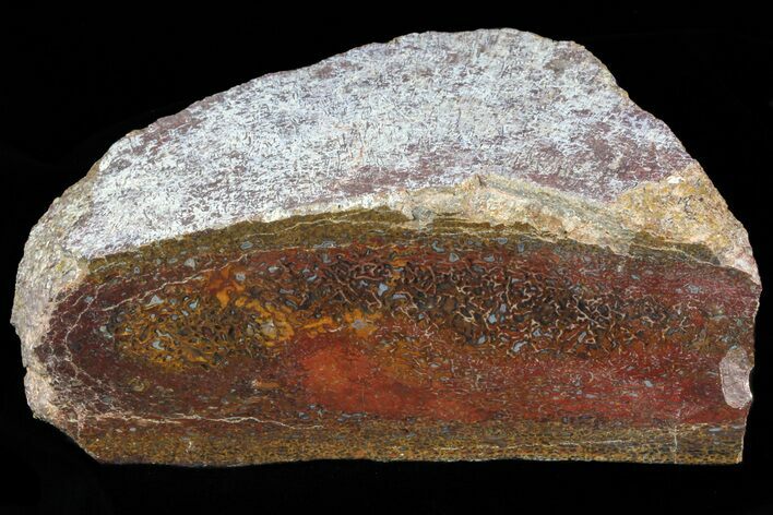 Polished Dinosaur Bone (Gembone) Section - Colorado #73048